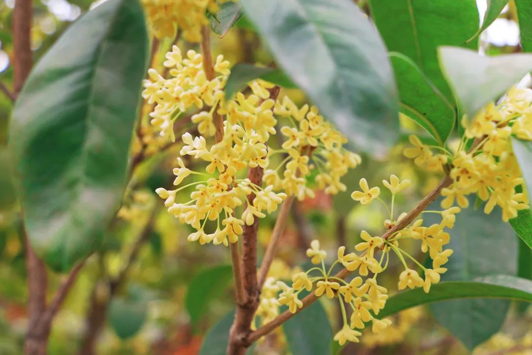 1666402419660873.jpg 5.jpg